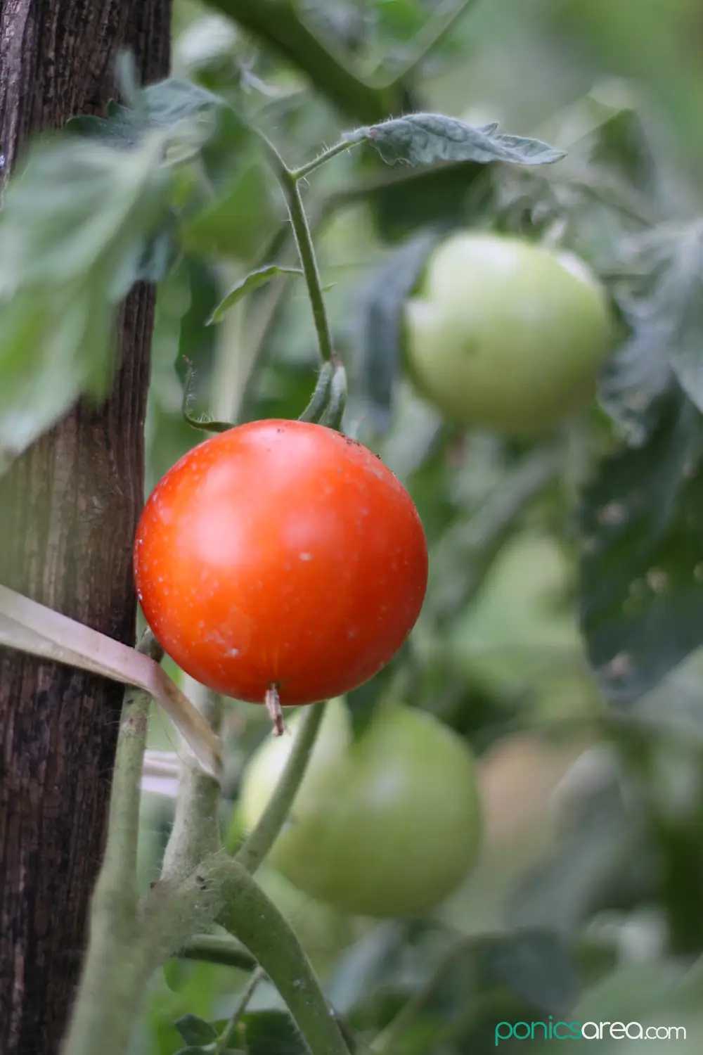 how long does it take for tomatoes to grow