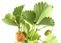 Grow Strawberries Vertically: Get the Best Vertical Garden Planters