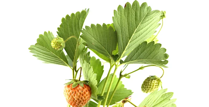 strawberry plant growing vertically