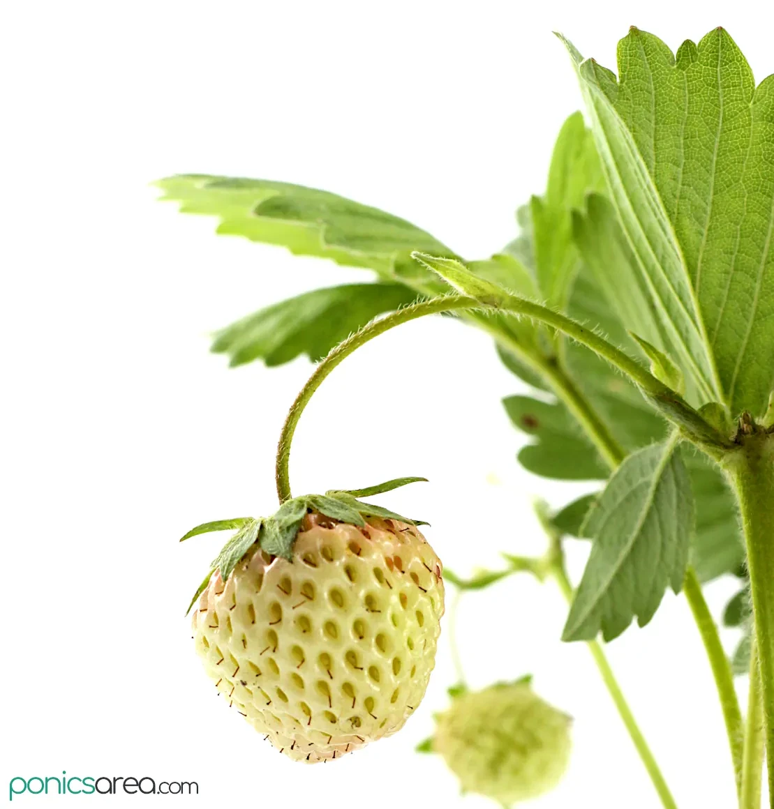 how to grow strawberries vertically