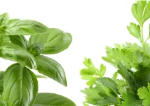 Parsley vs Basil: Two Delicious, Incredibly Popular Herbs