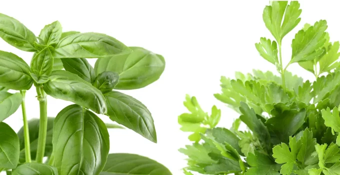 Parsley vs Basil: Two Delicious, Incredibly Popular Herbs