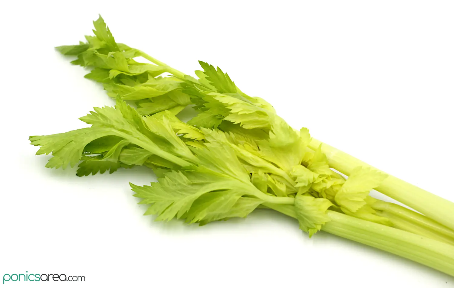 celery is a leaf and leafstalk vegetable