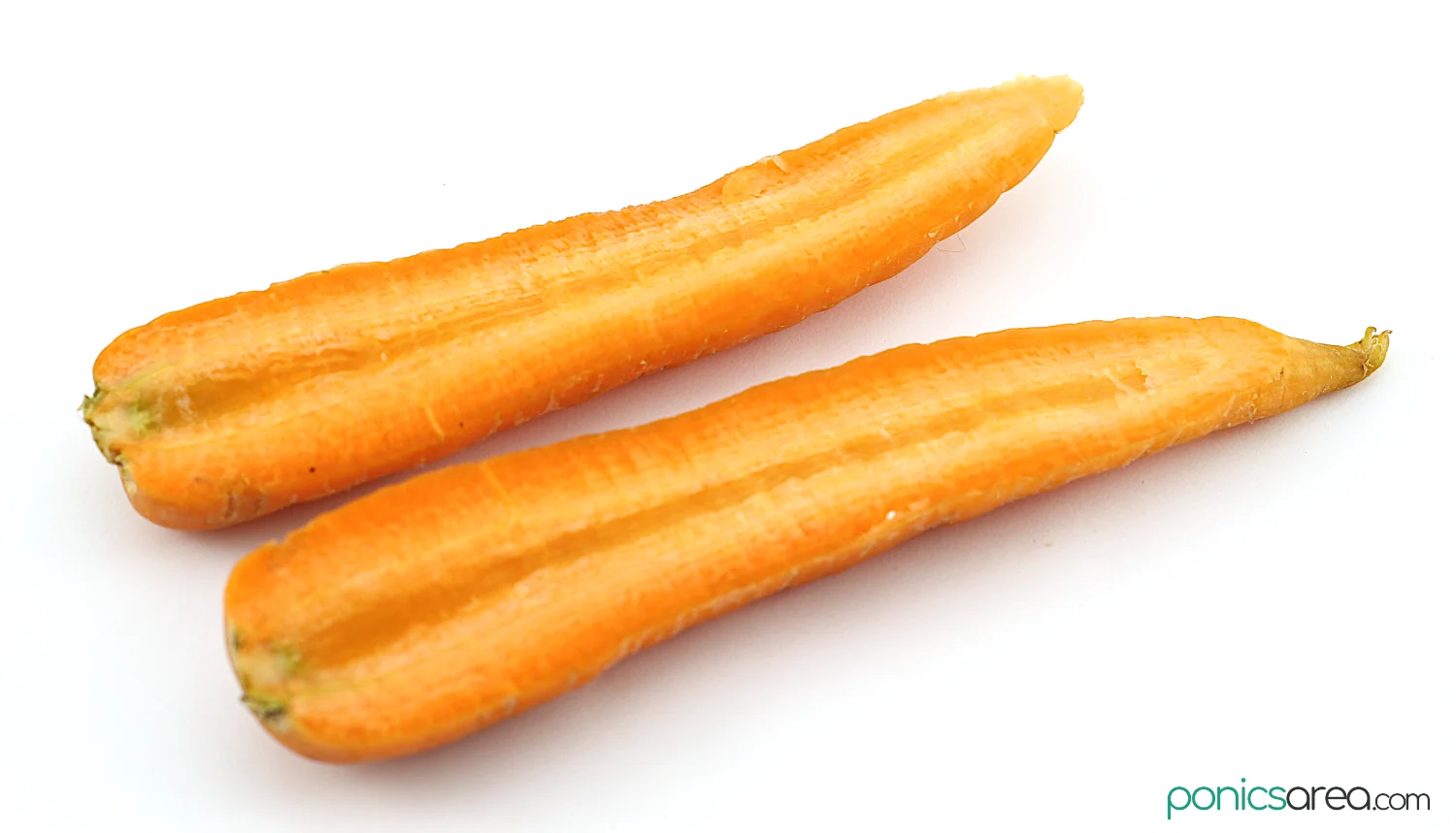 carrots do not have seeds