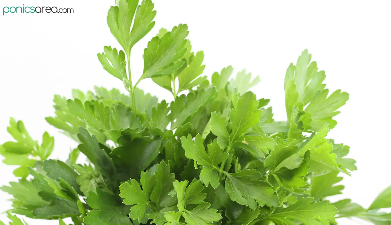 characteristics of the parsley plant