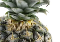 How Long Does It Take for Pineapple to Grow?