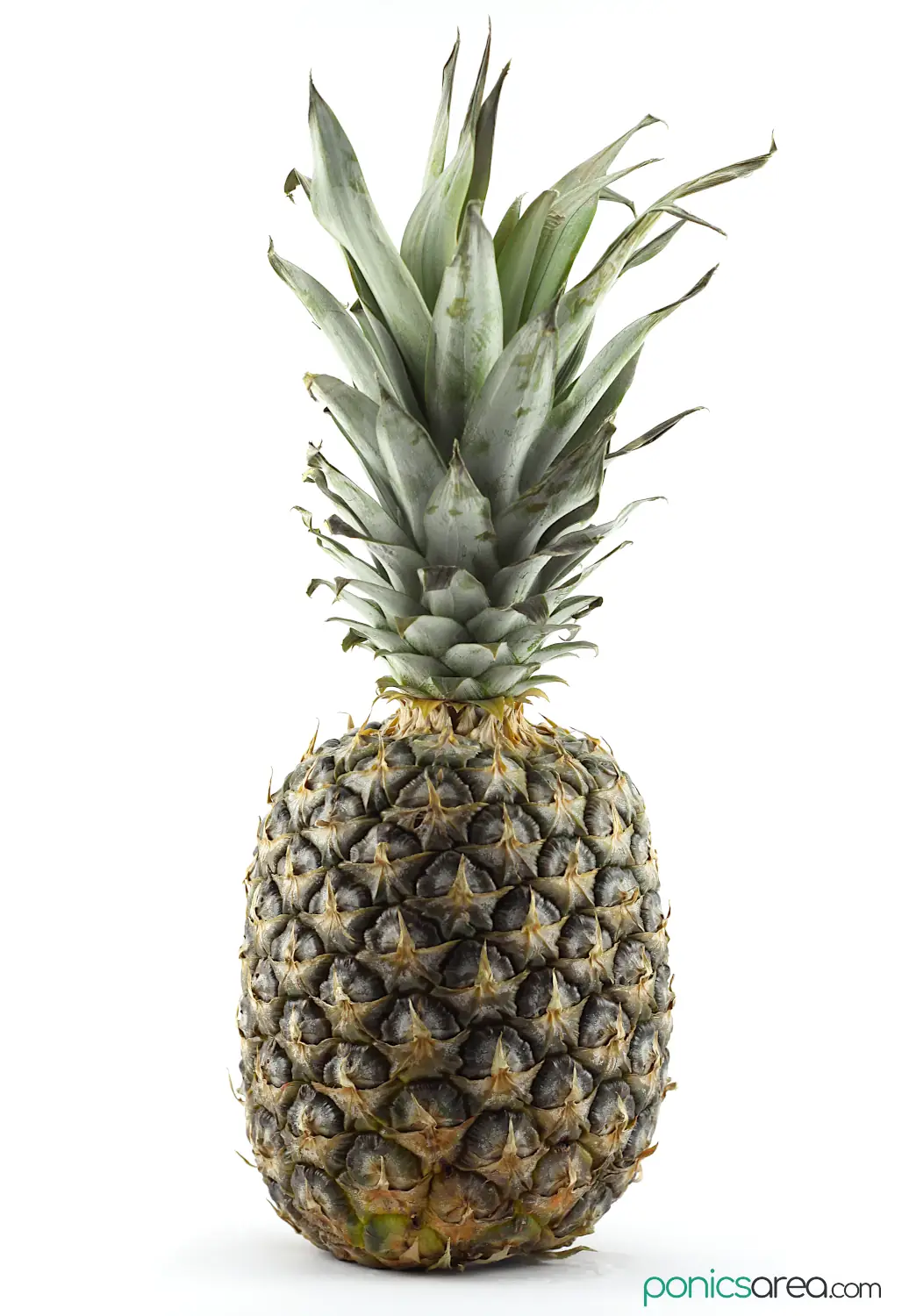 pineapples grow in 2-3 years