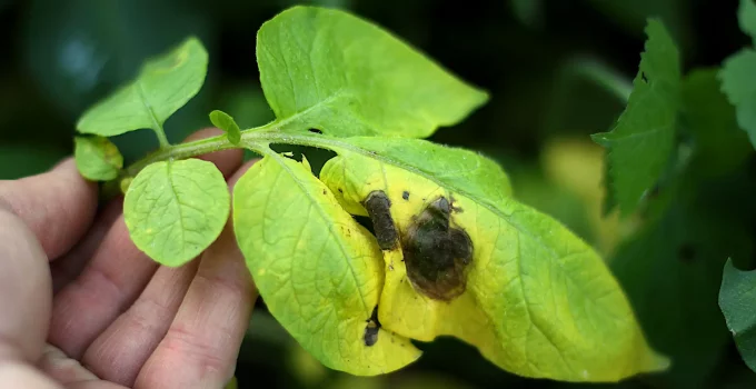 Potato Leaves Turning Yellow: Causes and Solutions
