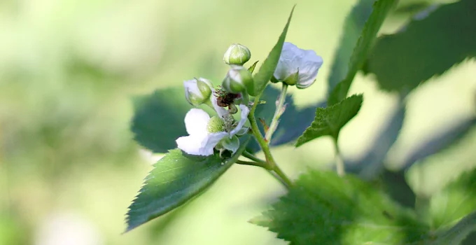 When Do Blackberries Bloom? Fruit Development Timeline