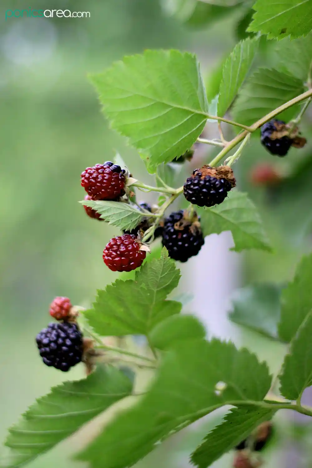 blackberry fruits