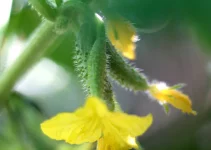 6 Growing Stages of Cucumbers: Life Cycle of a Cucumber Plant