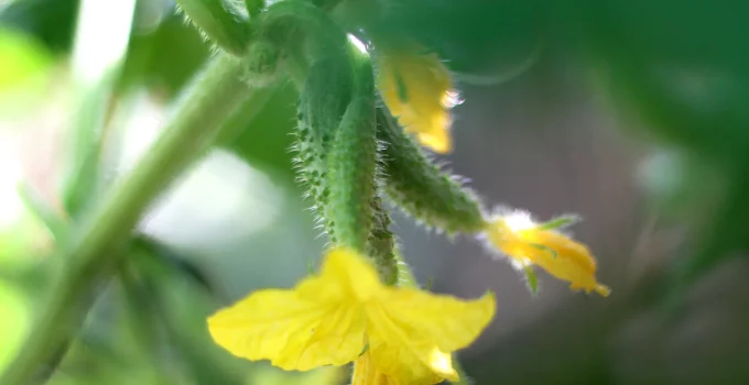 6 Growing Stages of Cucumbers: Life Cycle of a Cucumber Plant