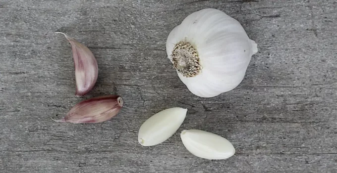 what is a garlic clove?