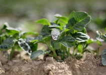 How to Plant Sprouted Potatoes (In-Depth Guide on Growing Potato Plants)