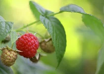 Do Raspberries Have Seeds? Can We Grow Raspberry Plants from Seed?