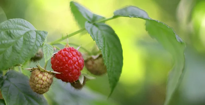 do raspberries have seeds?
