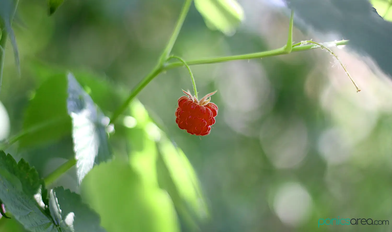 carrying for raspberry plant