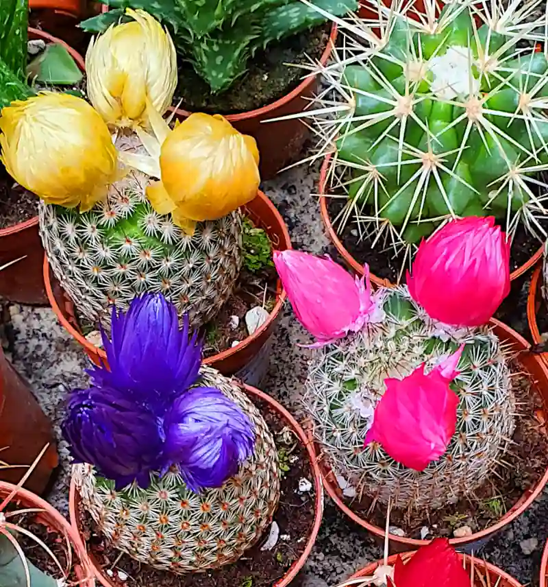 colourful cacti