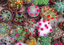 The 6 Best Cactus Fertilizers for Colorful Cacti