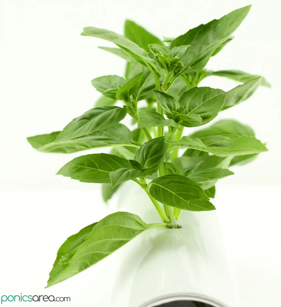 basil plant growing in nft system