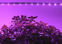 Best LED Grow Light Strips for Indoor Plants