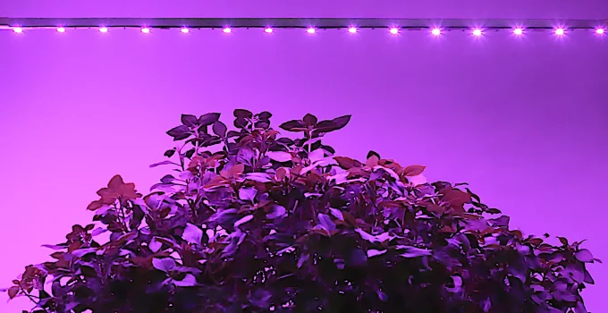 LED grow lights under basil plant