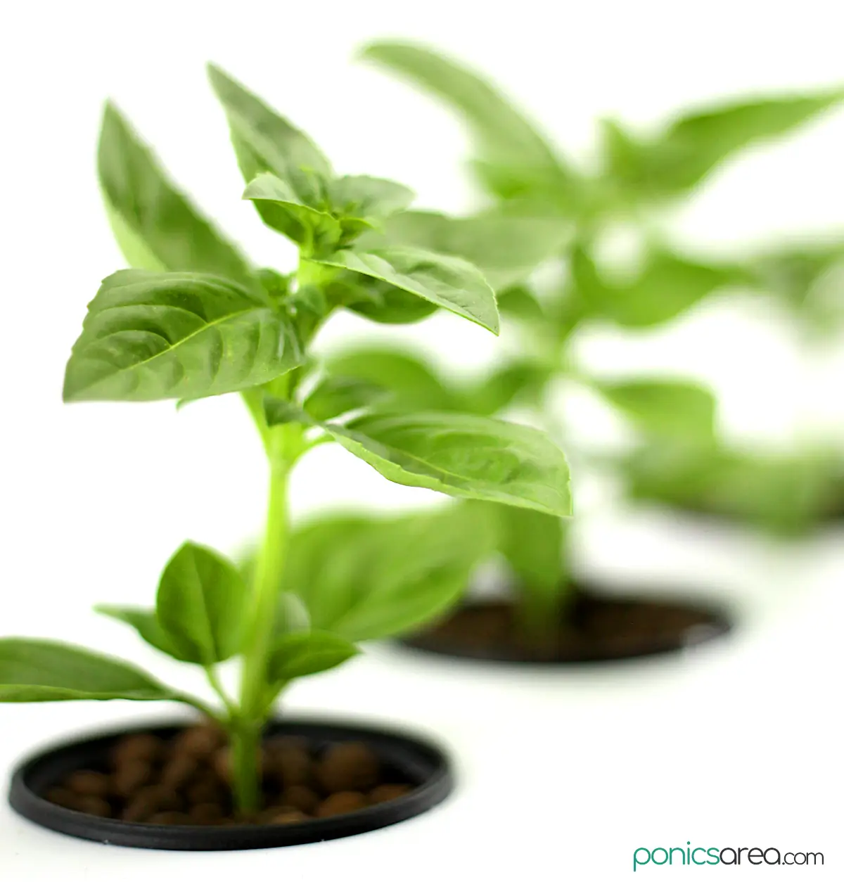plants grown using nutrient film technique