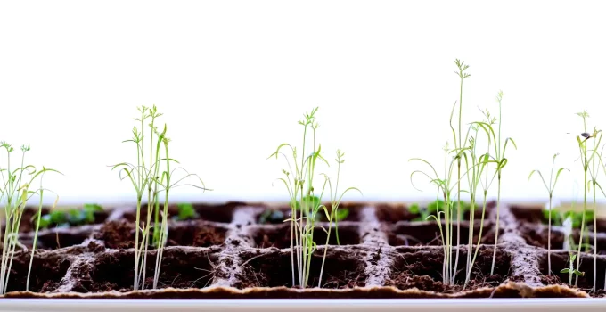 Best Seeds for Hydroponics: What Should You Grow?