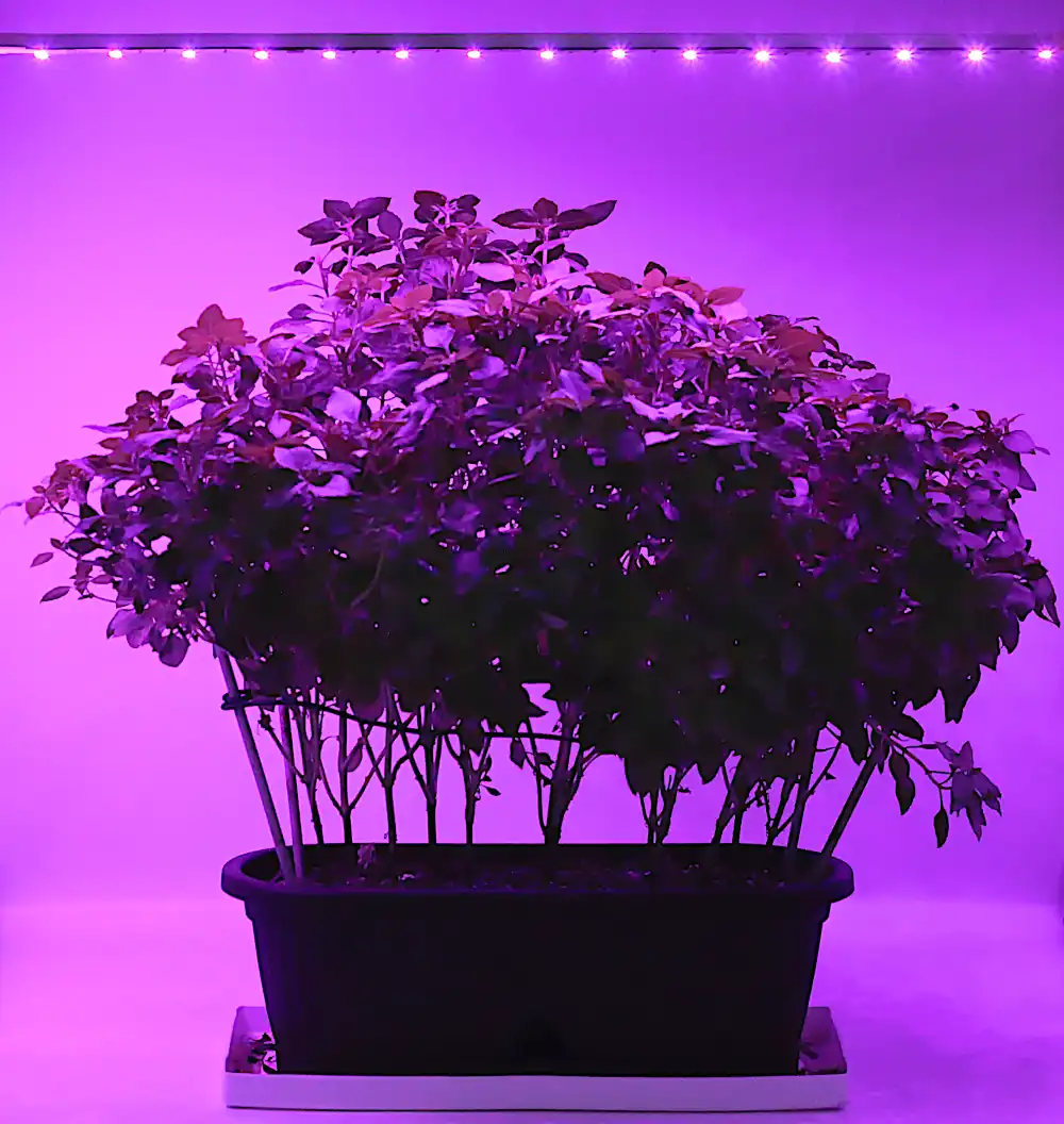 best LED grow lights strips