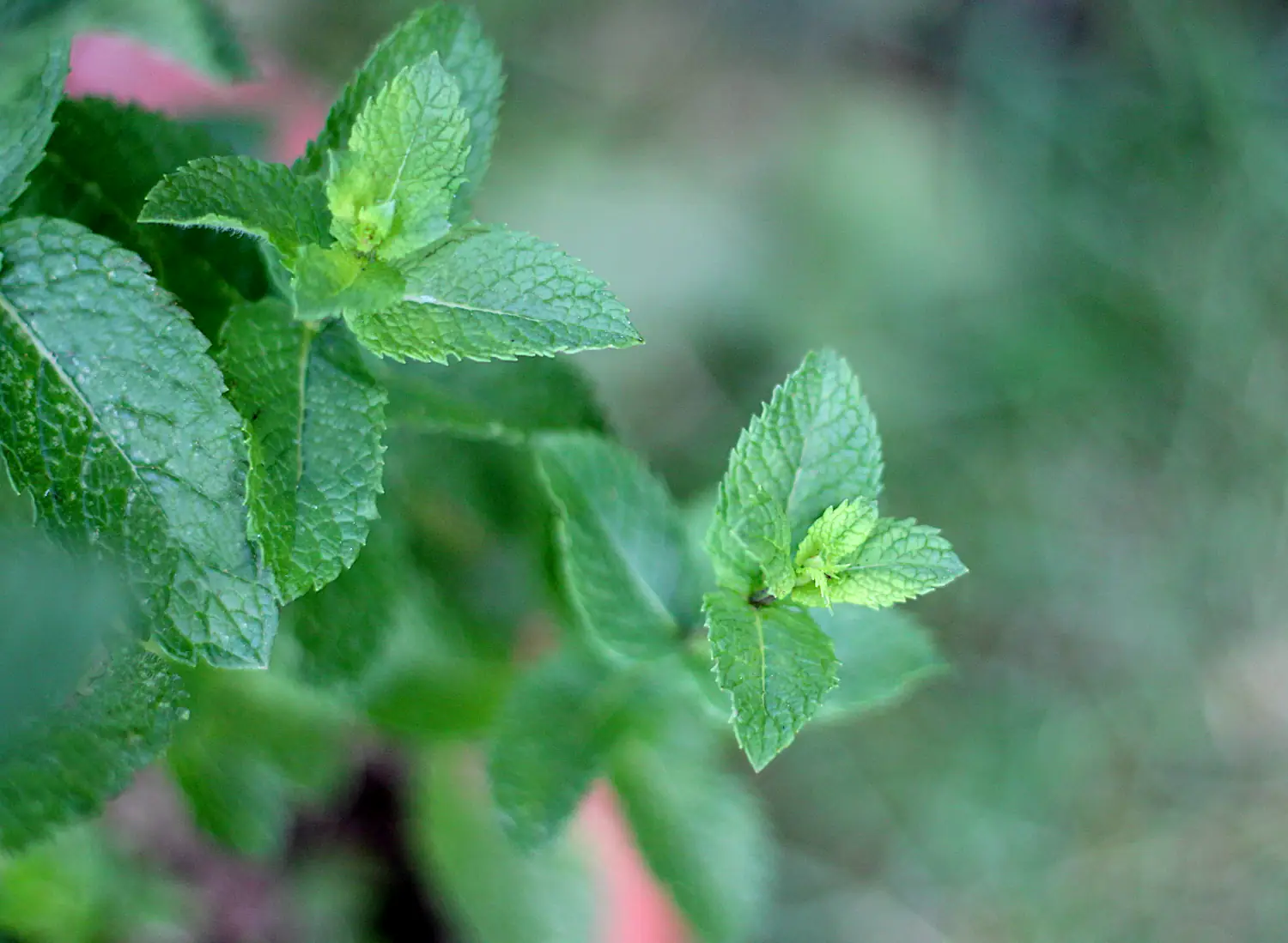 best containers for growing mint