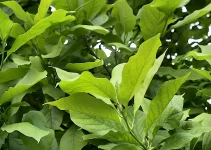 Best Fertilizer For Magnolia Tree: How to Care for Magnolias
