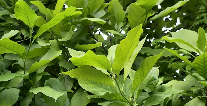 magnolia tree leaves